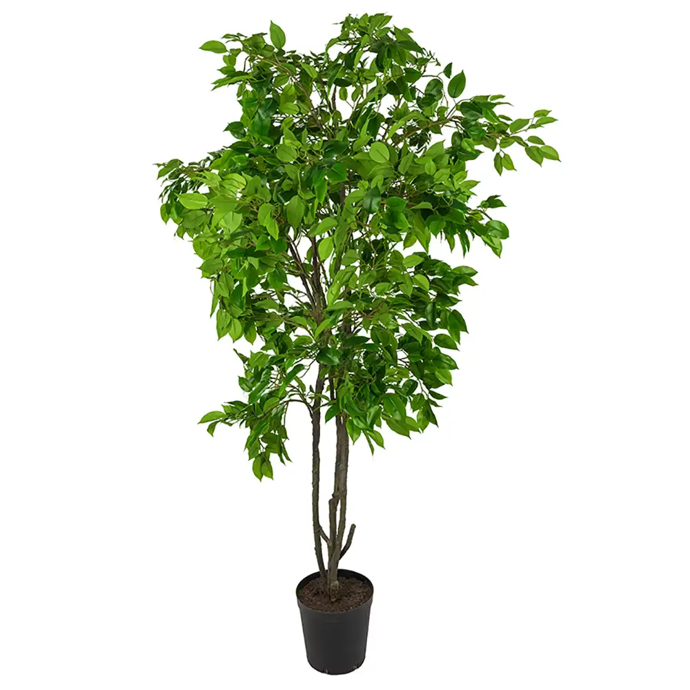 Mr Plant Benjaminfigen 210 cm