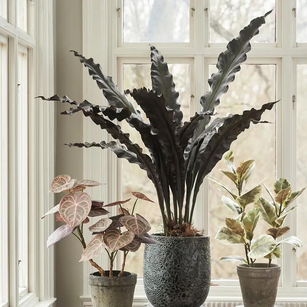 Asplenium Træ 90 cm