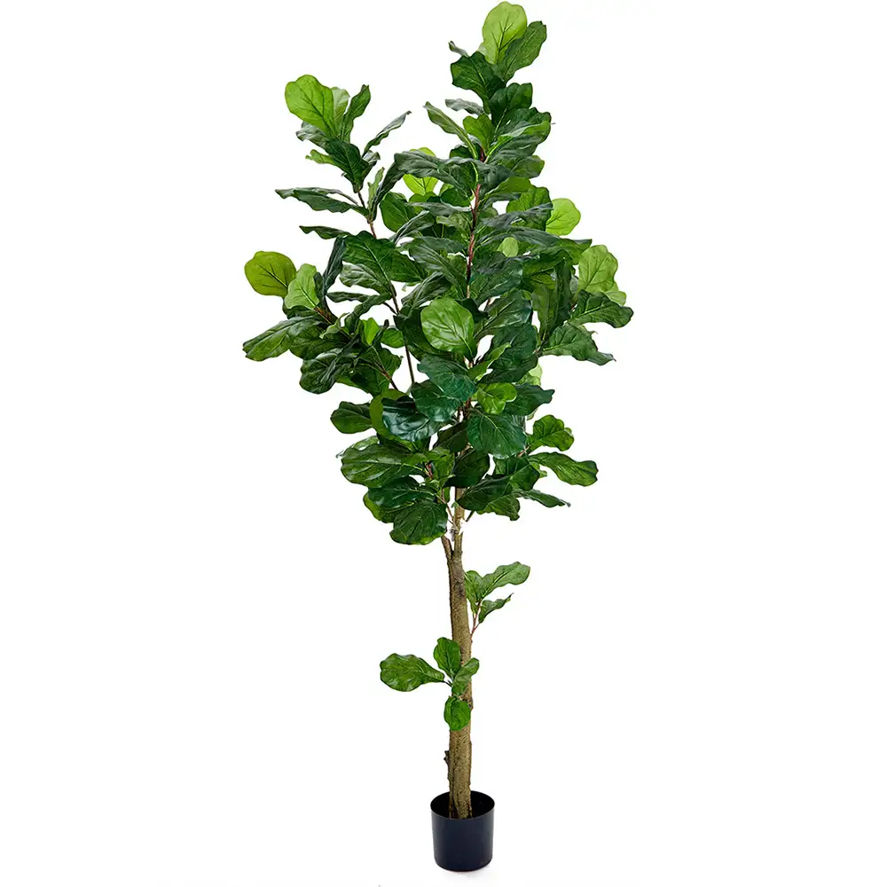 Mr Plant Violfigen 210 cm