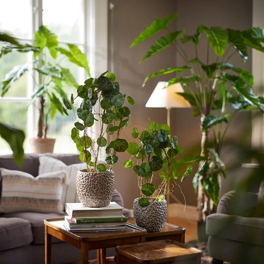  Alocasia træ 150 cm