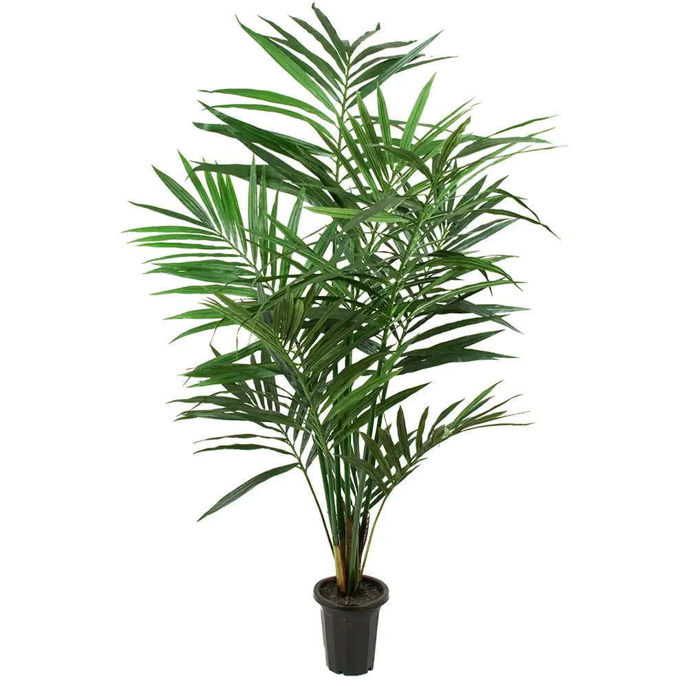 Mr Plant Kentiapalme 180 cm