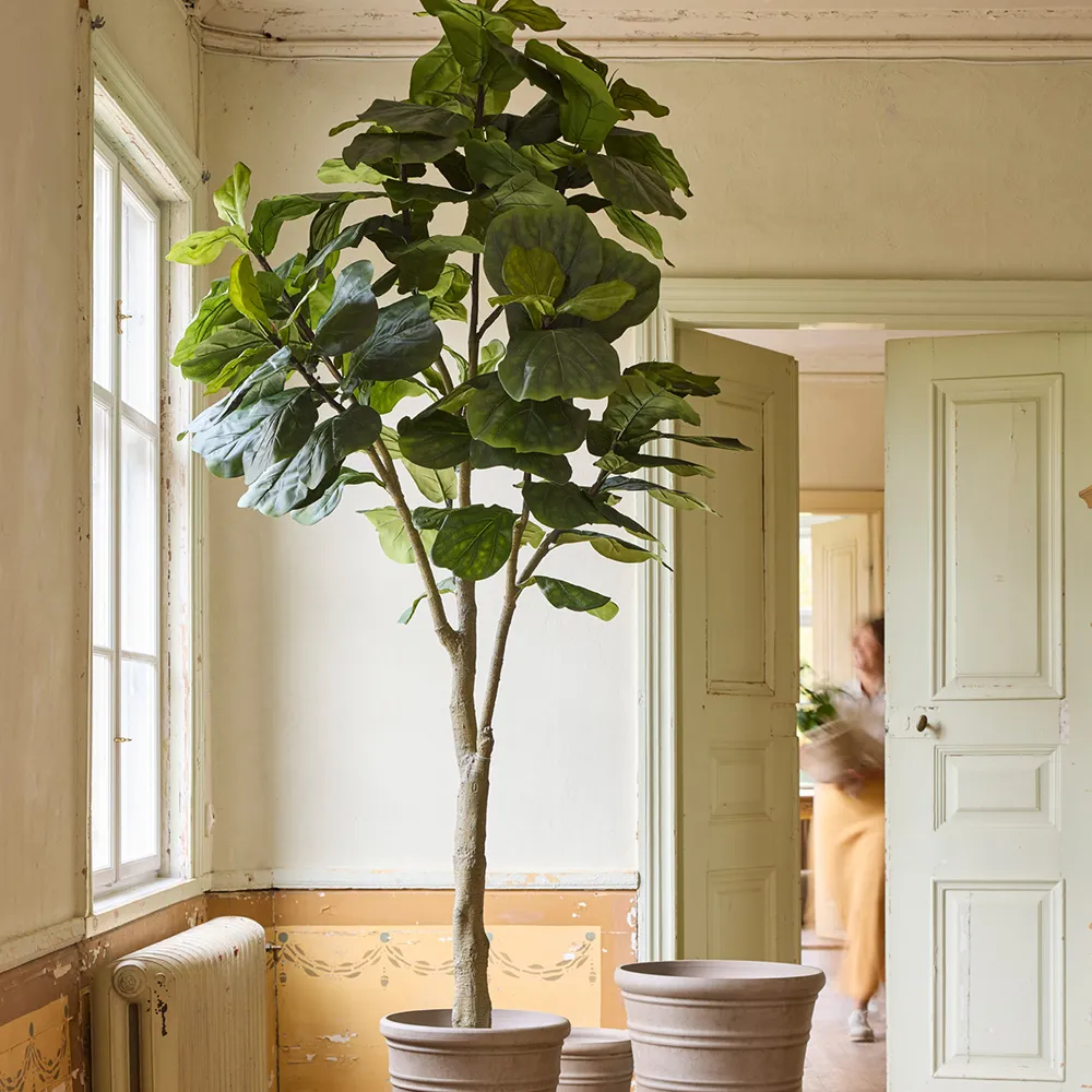 Fiolfikus potte 300 cm