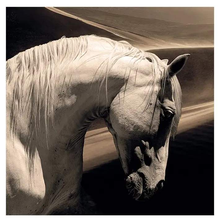 Vægdekoration Arabian Horse 100x100 cm Artwood