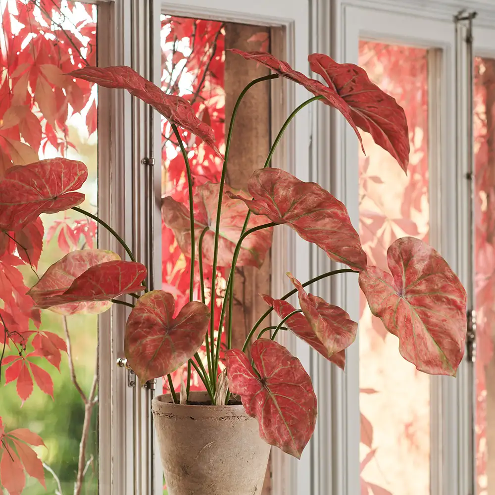 Caladium Potteplante 80 cm Lyserød