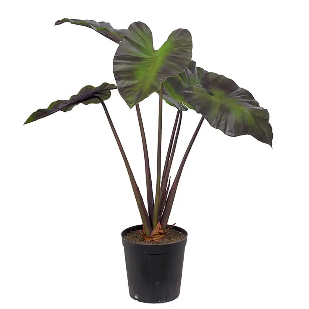 Alocasia Træ 100 cm