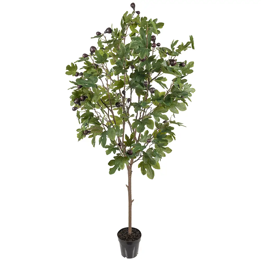 Mr Plant Figen Træ 210 cm