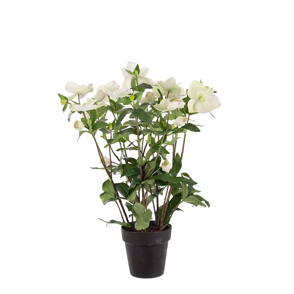  Helleborus i potte 55 cm hvid