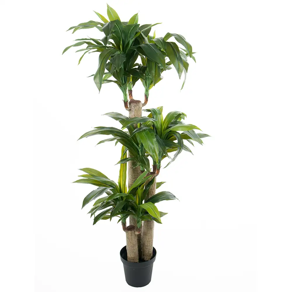 Mr Plant Dracena Træ 140 cm