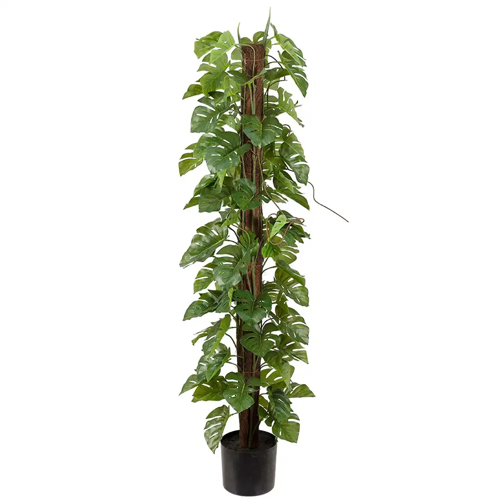 Mr Plant Monstera 120 cm
