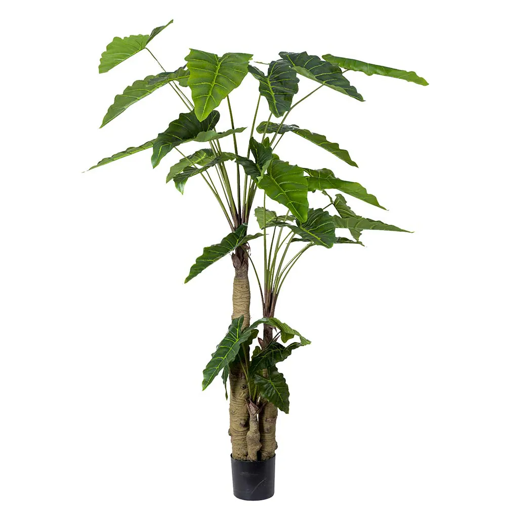 Mr Plant, Alocasia træ 200 cm