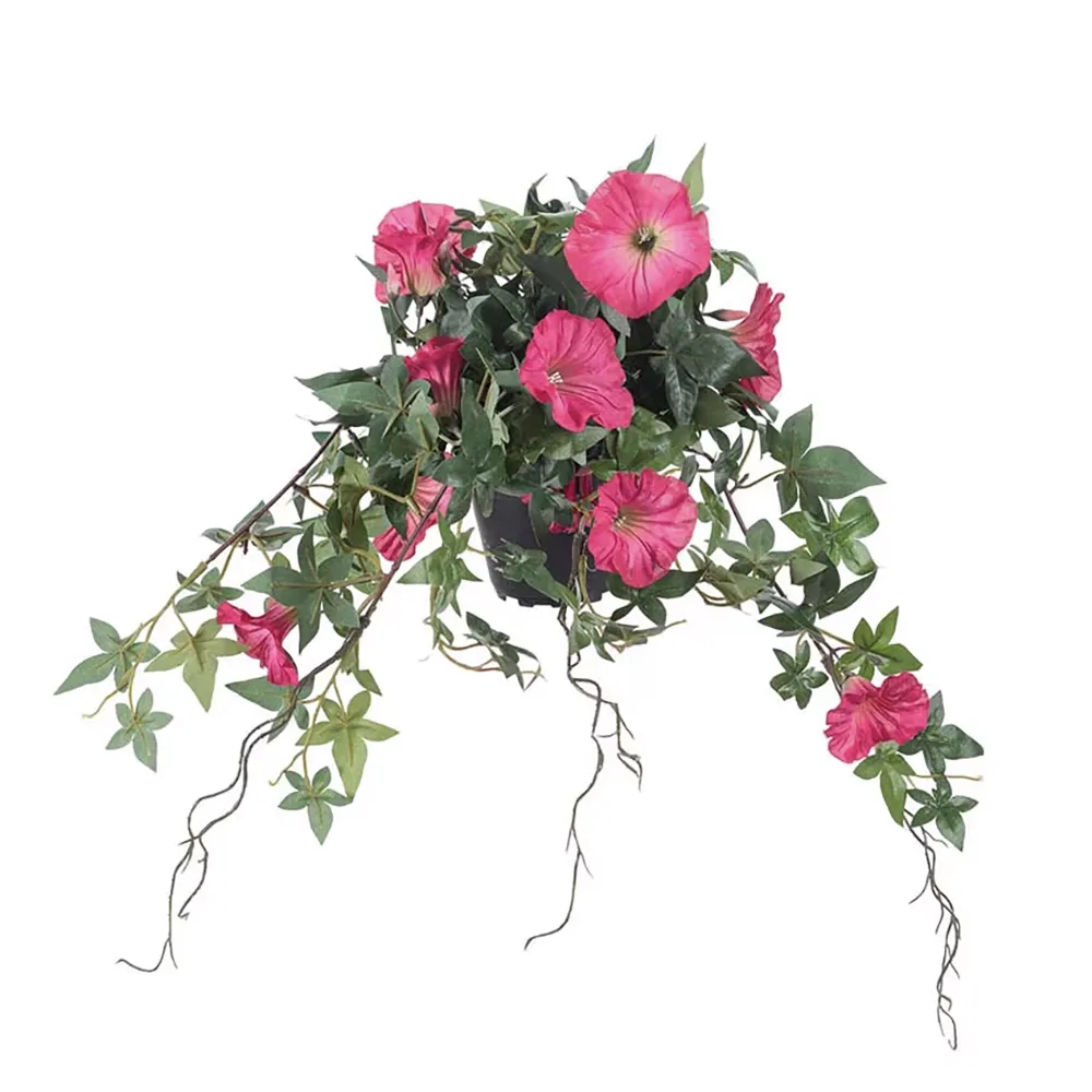 Mr Plant, Morning Glory Lyserød