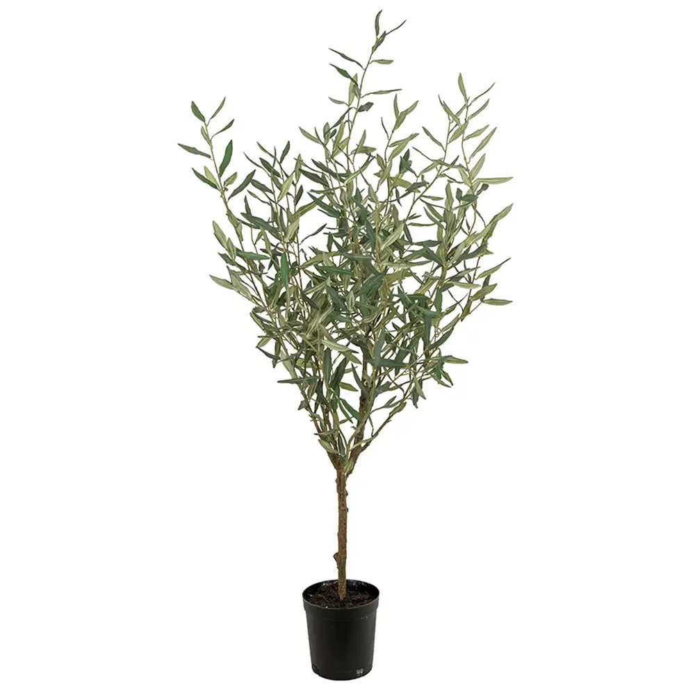 Mr Plant Oliventræ 130 cm