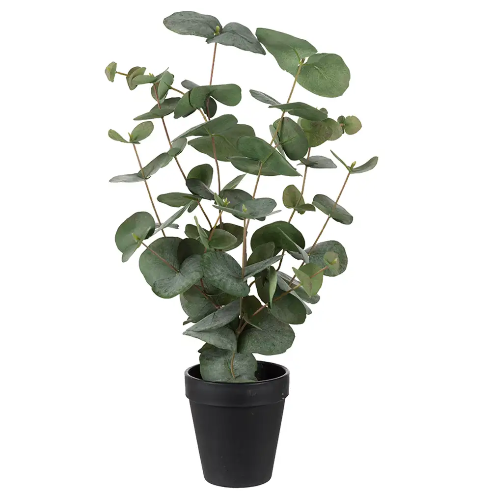 Mr Plant, Eucalyptus potteplante 55 cm