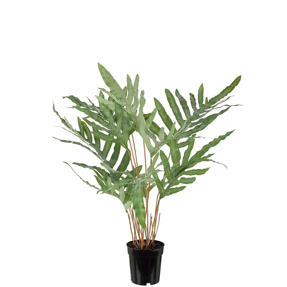 Mr Plant, Storbladet bregne 75 cm
