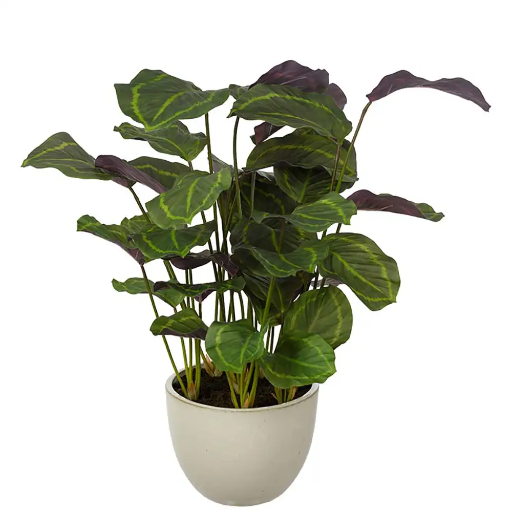 Mr Plant Calathea Potteplante 80 cm