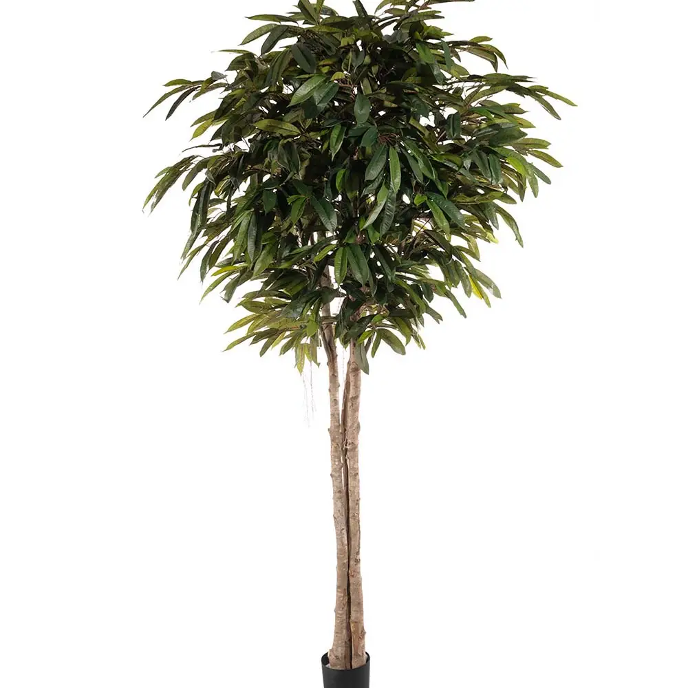 Mr Plant, Longifolia træ 260 cm