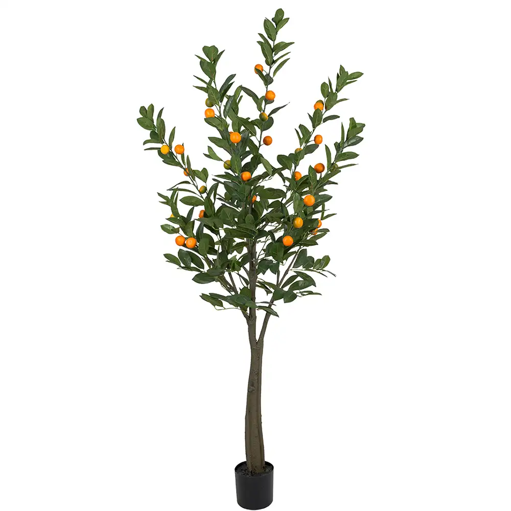 Mr Plant Citrustræ 180 cm