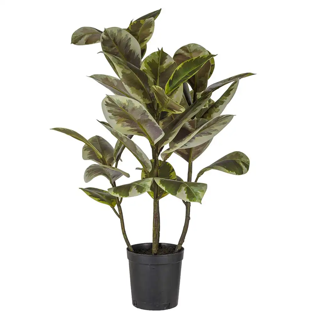 Mr Plant Figen Elastica 85 cm