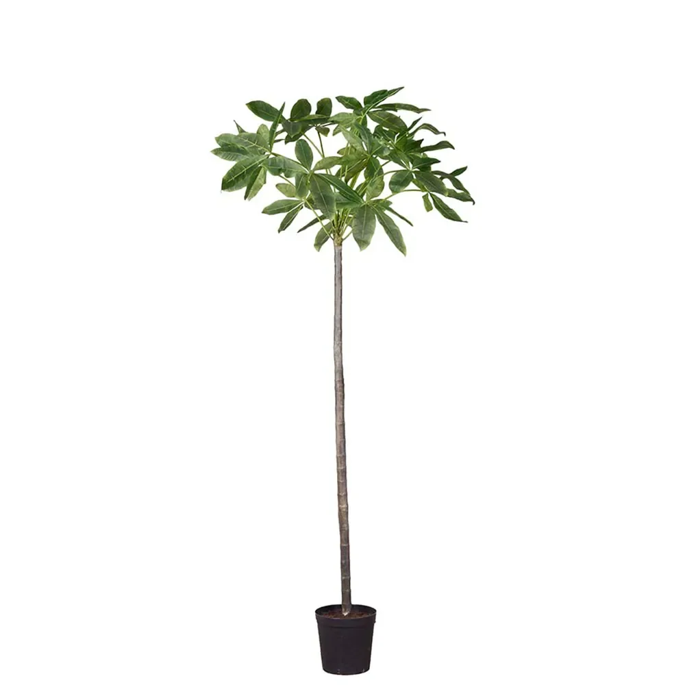 Mr Plant, Pachira træ i potte 240 cm