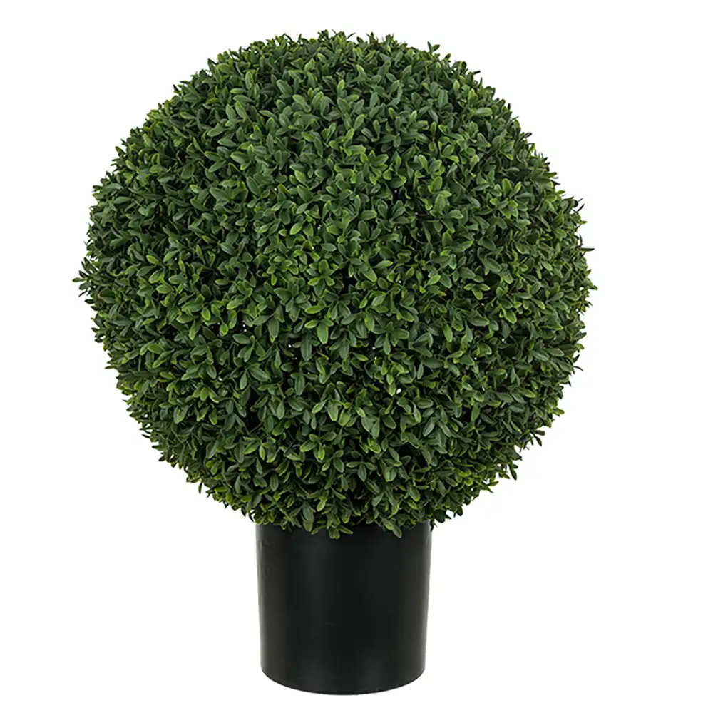 Mr Plant, Buxbom i potte 50 cm