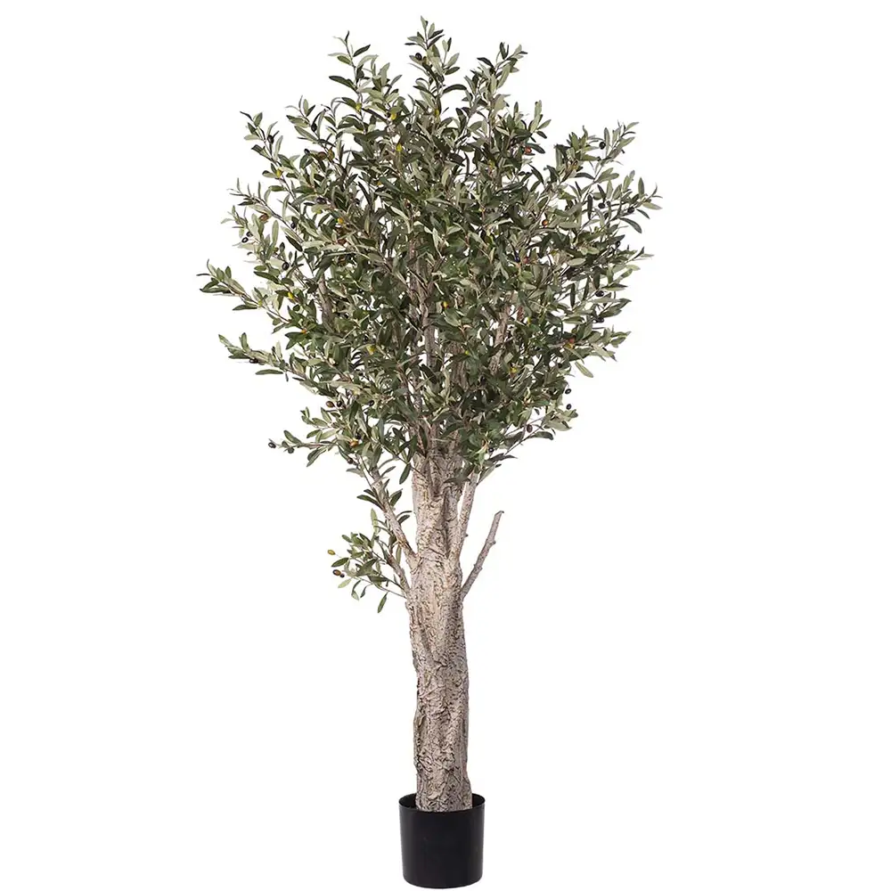 Mr Plant Oliventræ 190 cm