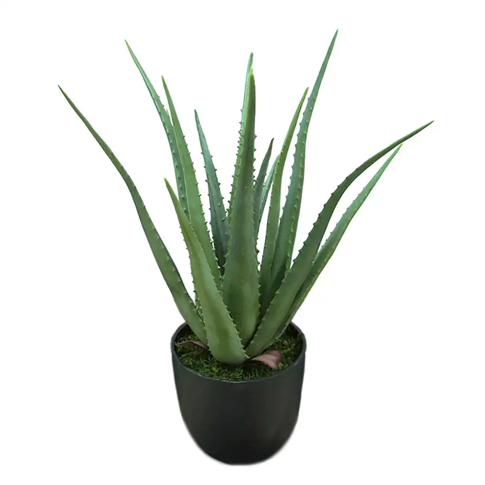 Mr Plant Aloe Krukkeplante 55 cm