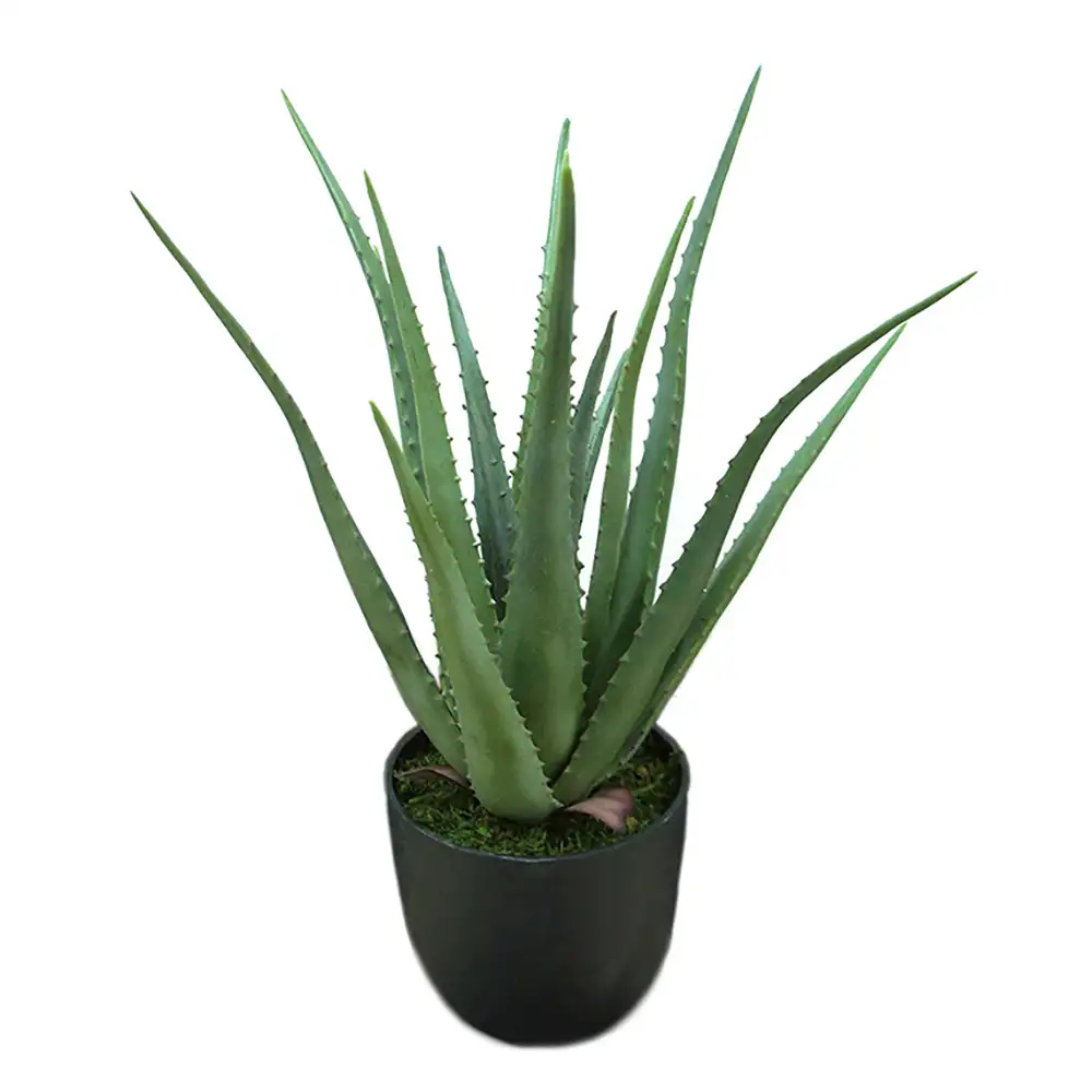 Mr Plant, Aloe Krukkeplante 55 cm