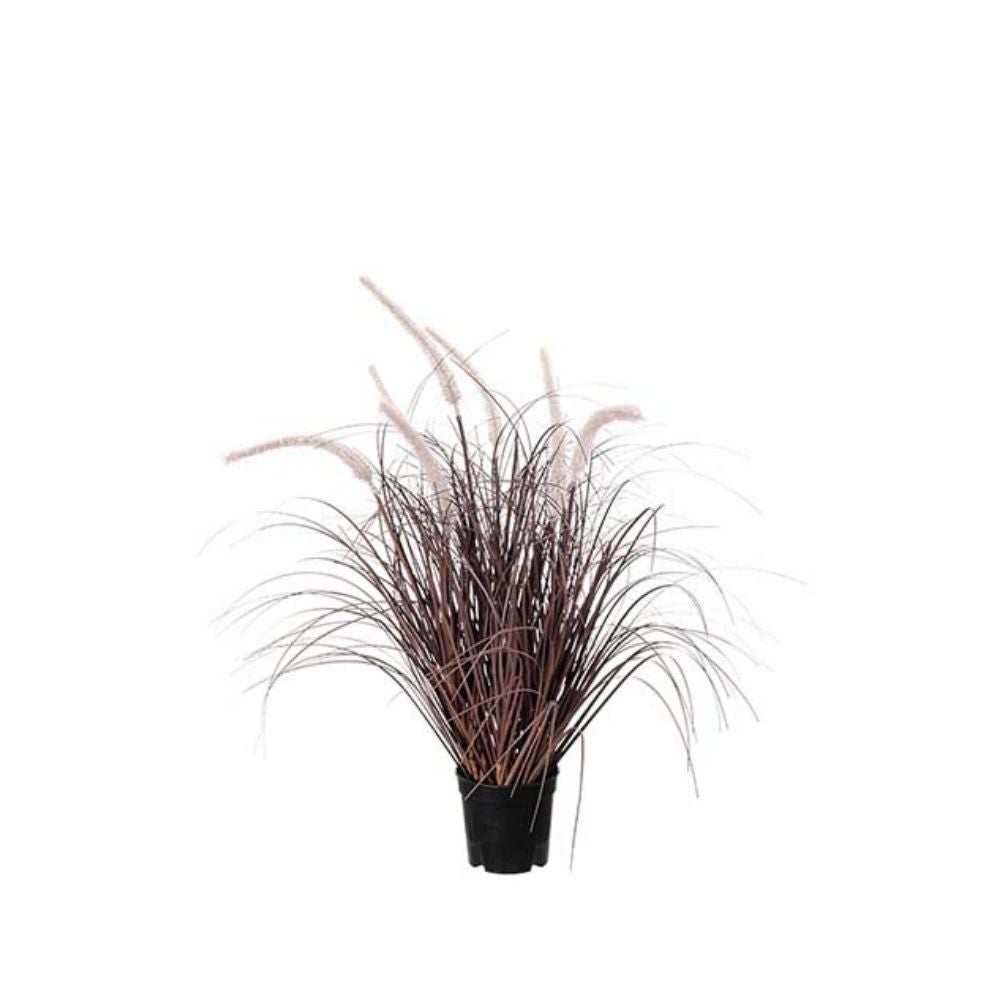 Mr Plant, Græs Burgundy 60 cm