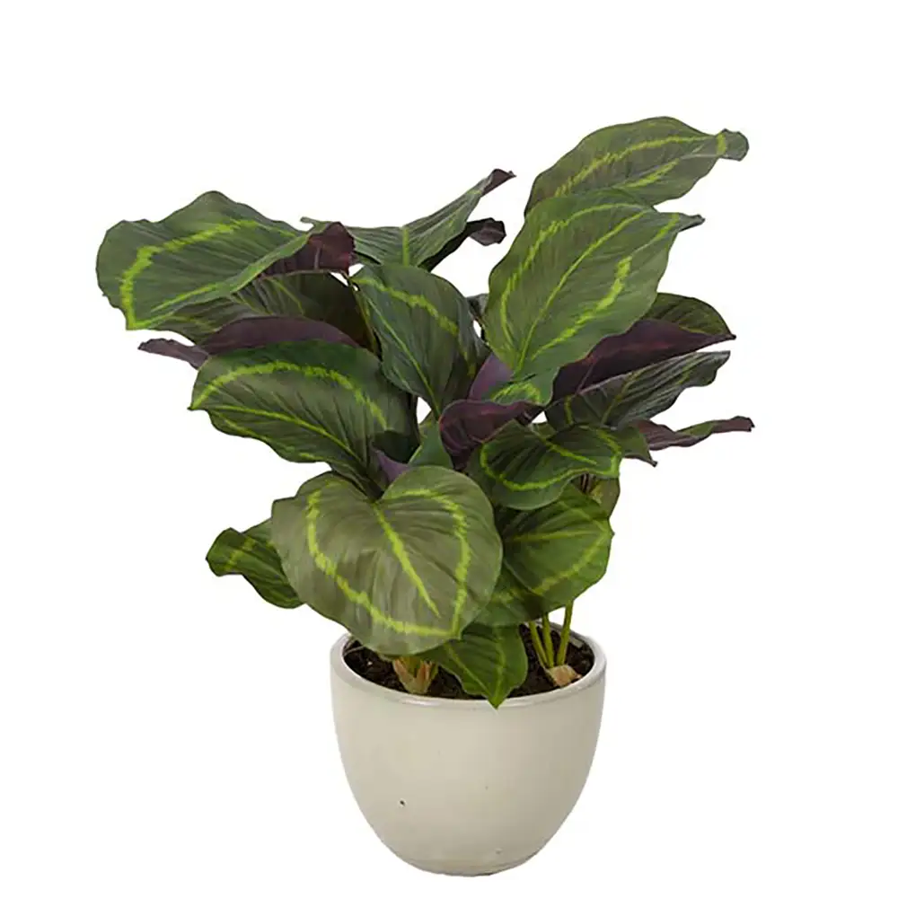 Calathea Potteplante 65 cm