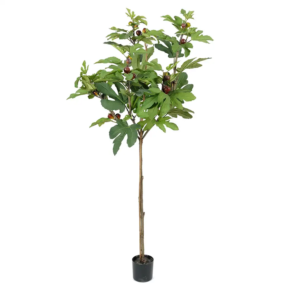 Mr Plant, Figen Træ 150 cm