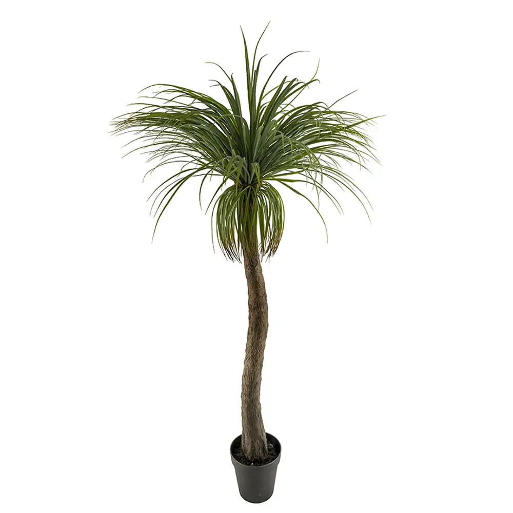 Mr Plant Flaskelilje 180 cm