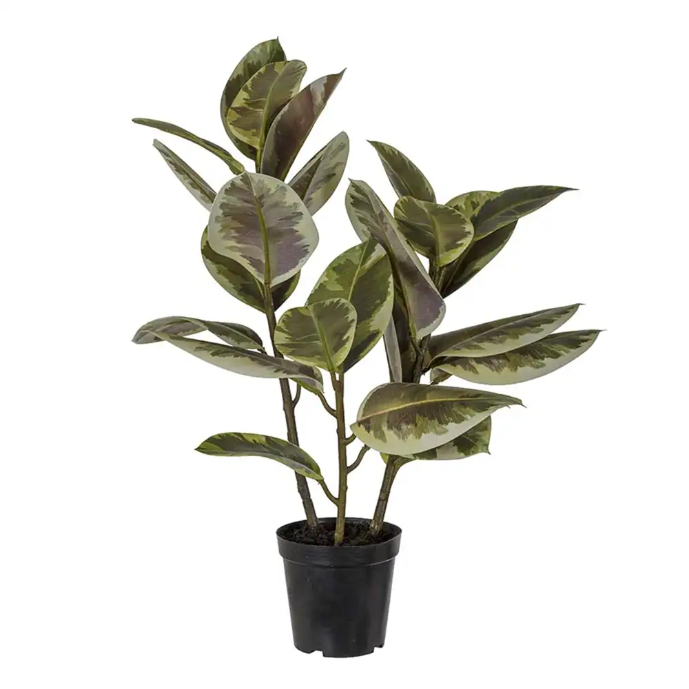 Mr Plant Figen Elastica 70 cm