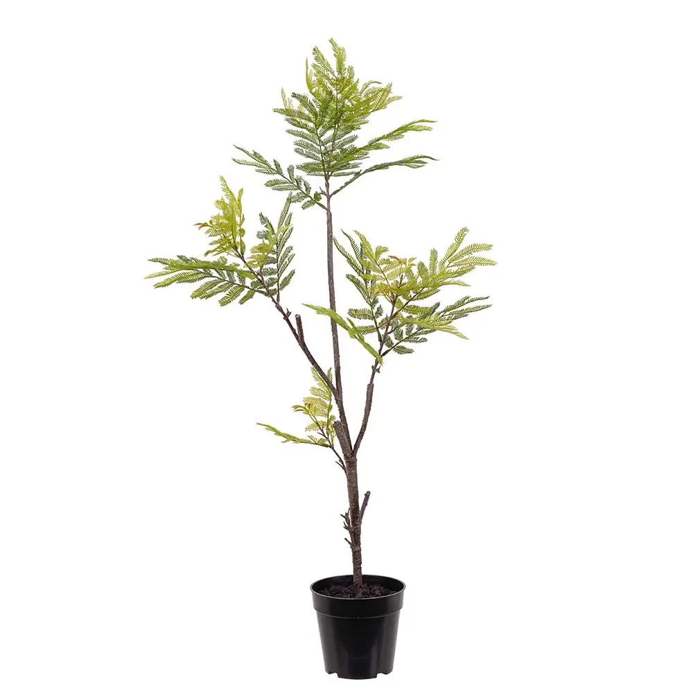  Pithecellobium potteplante 95 cm