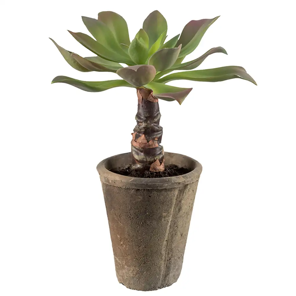 Mr Plant Echeveria 30 cm