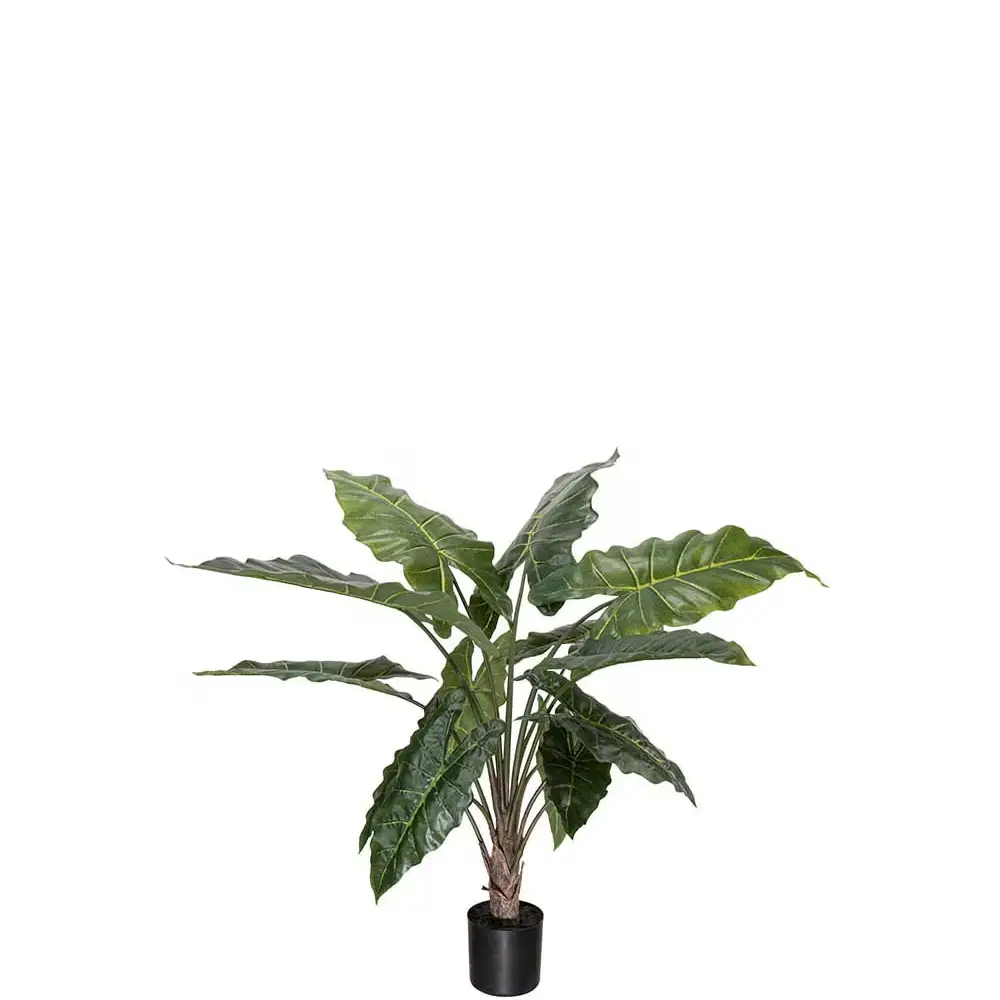 Alocasia potteplante 90 cm