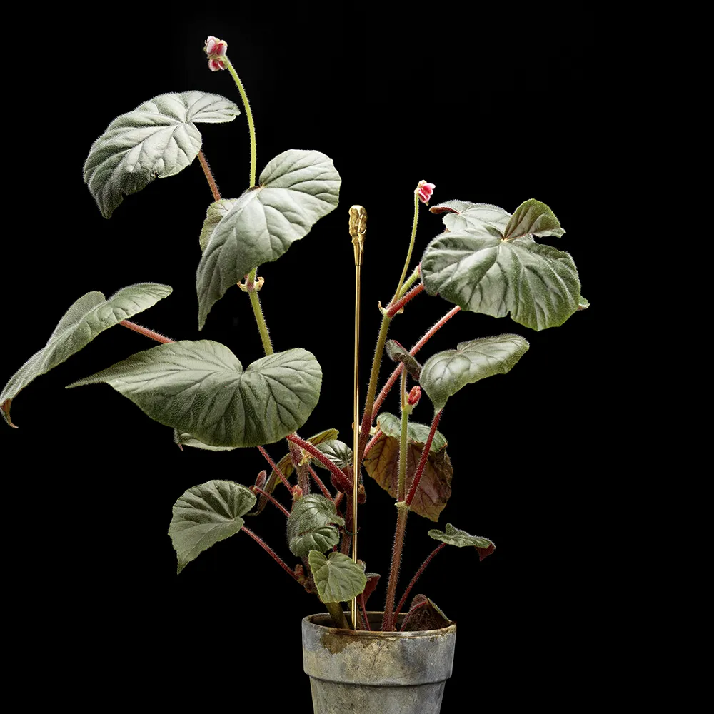 Blomsterpind Organic