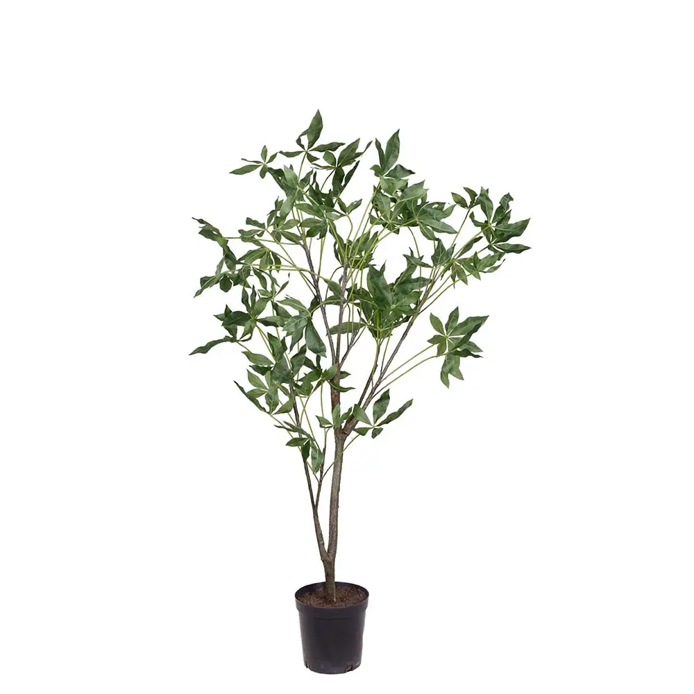 Mr Plant, Pachira træ i potte 140 cm