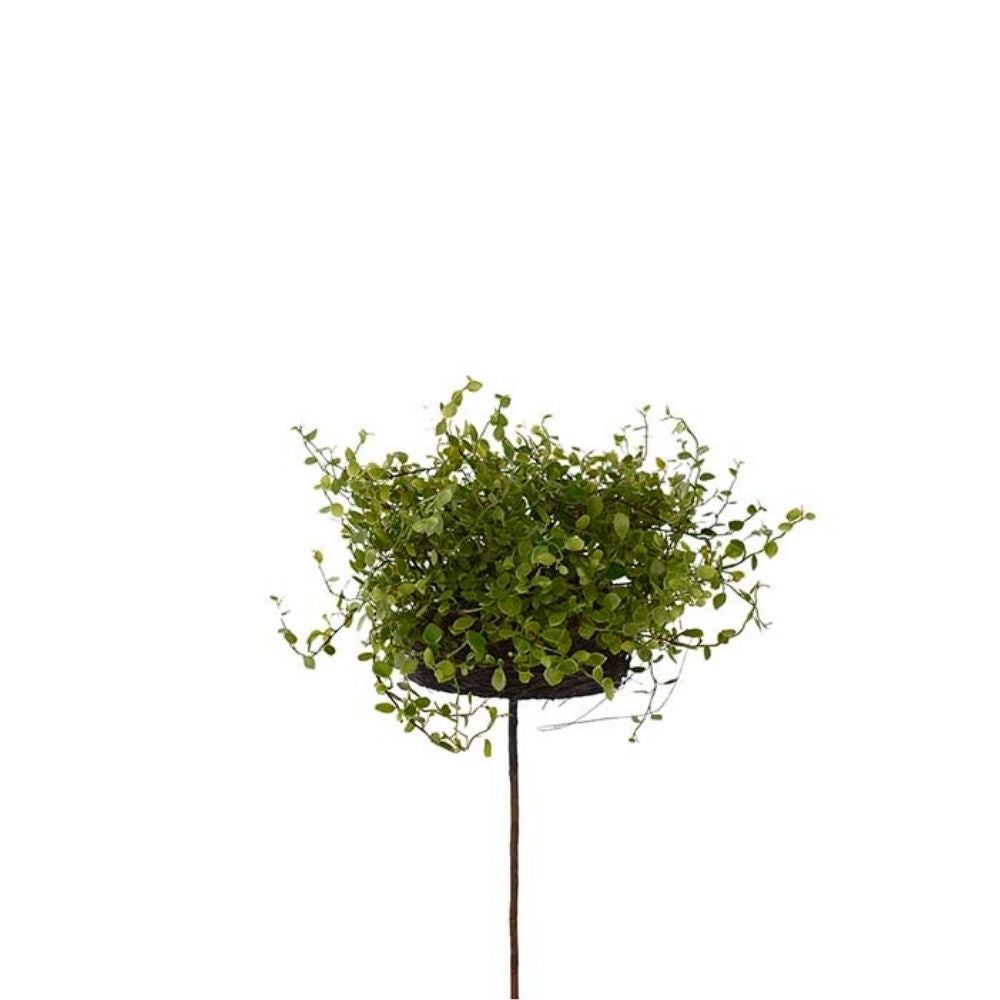 Muehlenbeckia krukkeplante grøn