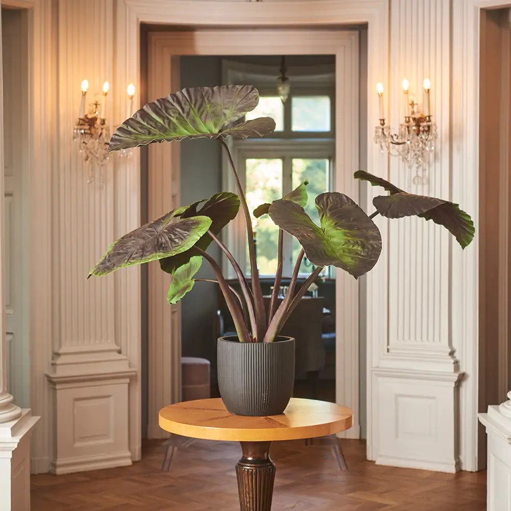 Alocasia Træ 100 cm