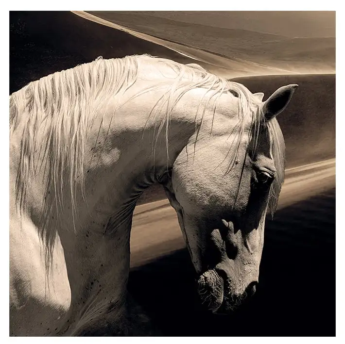 Artwood Vægdekoration Arabian Horse 100×100 cm Artwood
