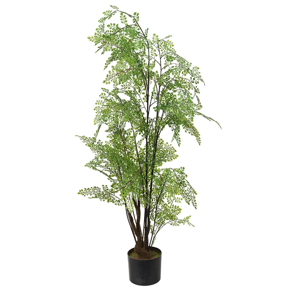 Mr Plant, Adiantum Træ 100 cm