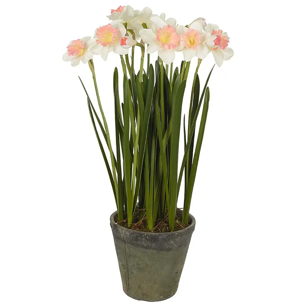 Mr Plant Narciss Potteplante 70 cm Rosa