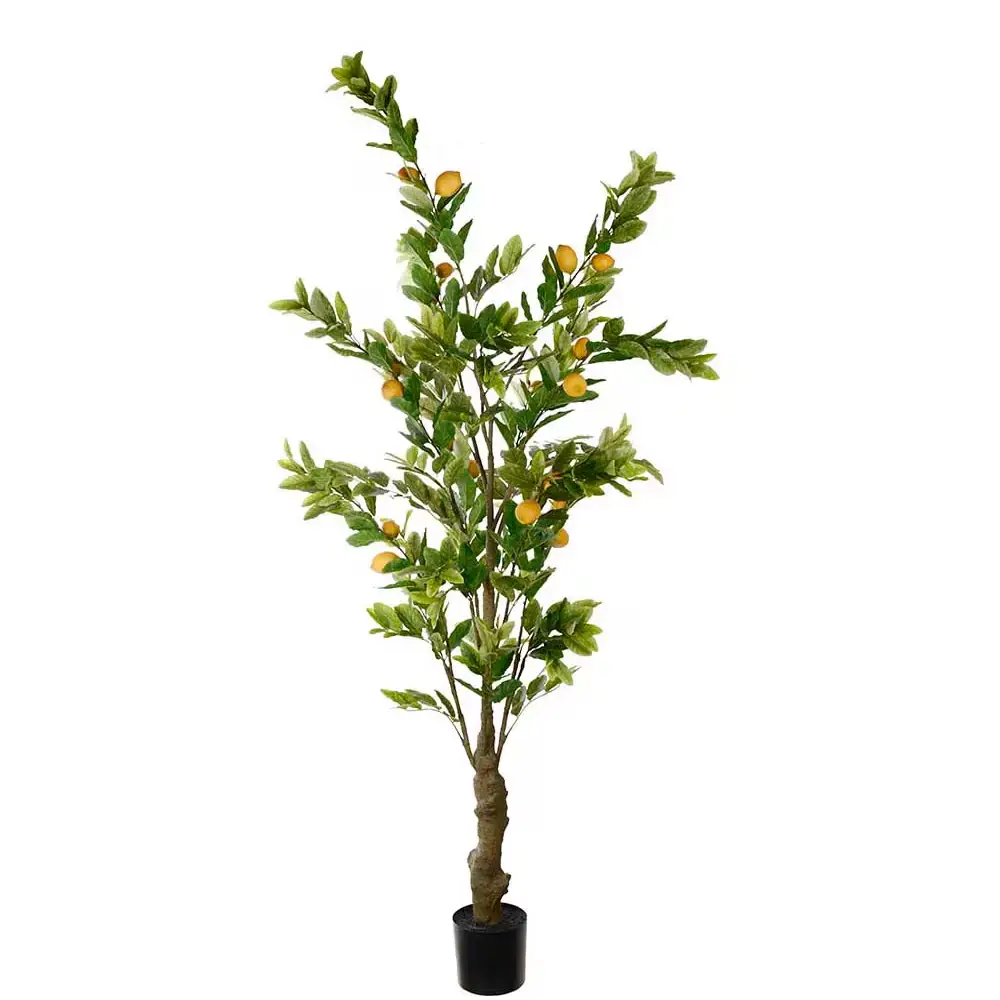 Mr Plant, Citrontræ Grøn 240 cm