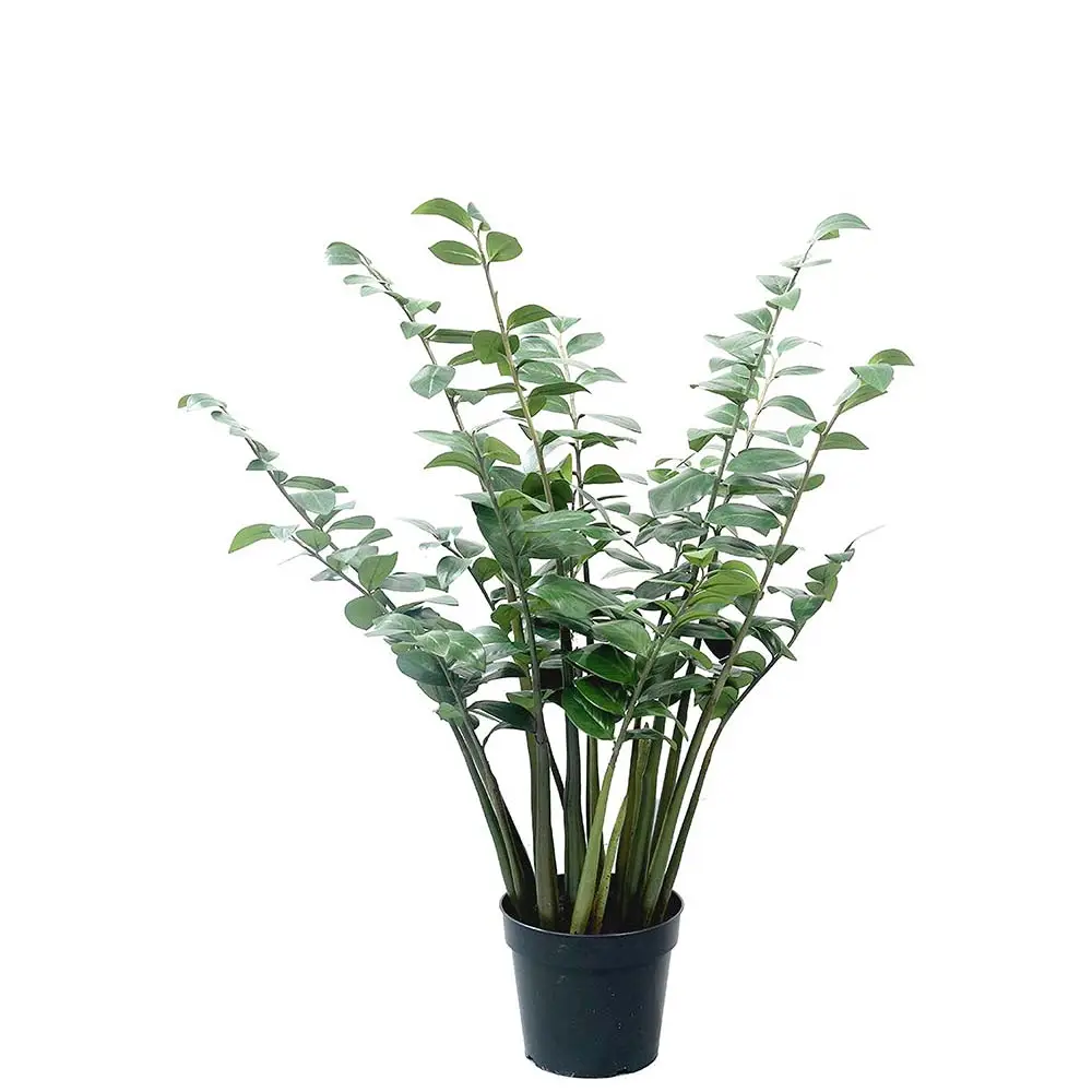 Mr Plant, Zamifolia i potte 120 cm