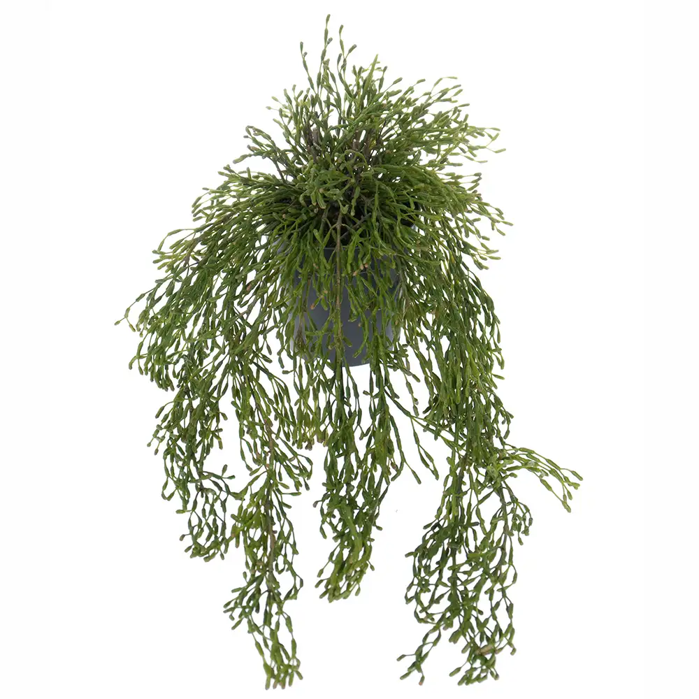 Mr Plant, Rhipsalis Hængeplante
