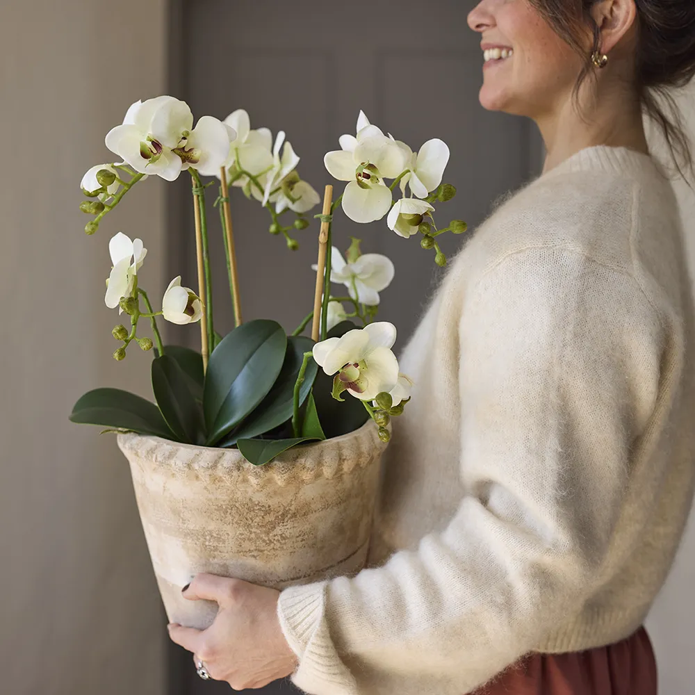 Phalaenopsis Orkide 90 cm Hvid