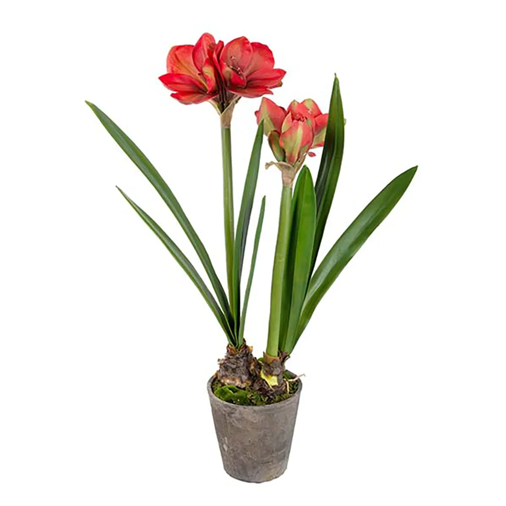 Mr Plant Amaryllis 90 cm Rød