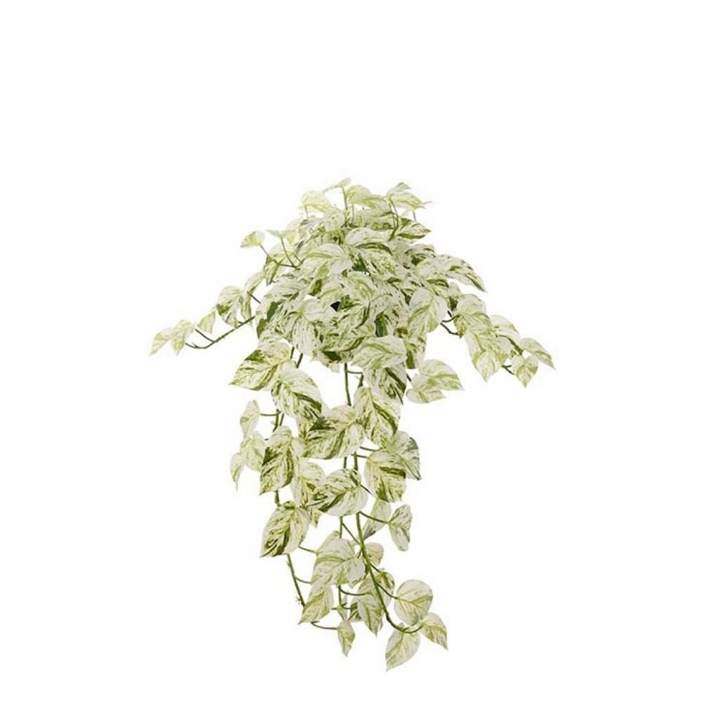 Mr Plant, Guldranke 28 cm