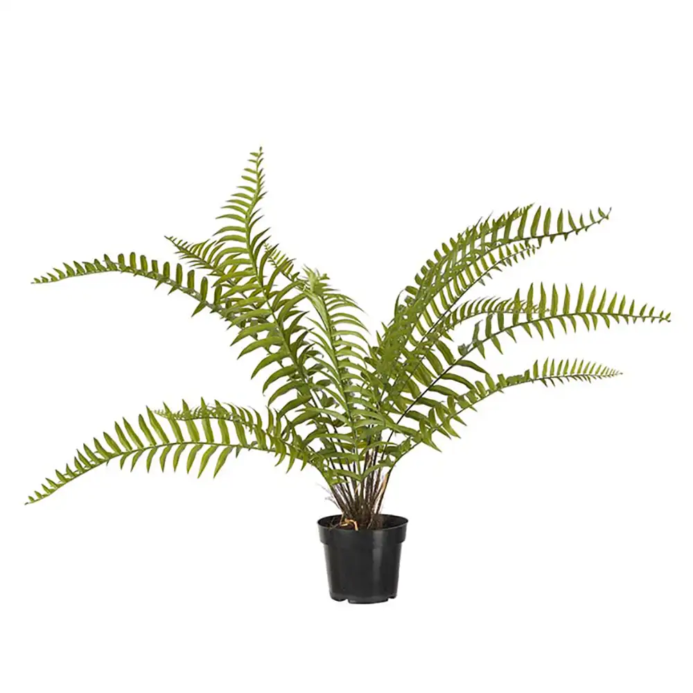 Mr Plant, Bregne 90 cm