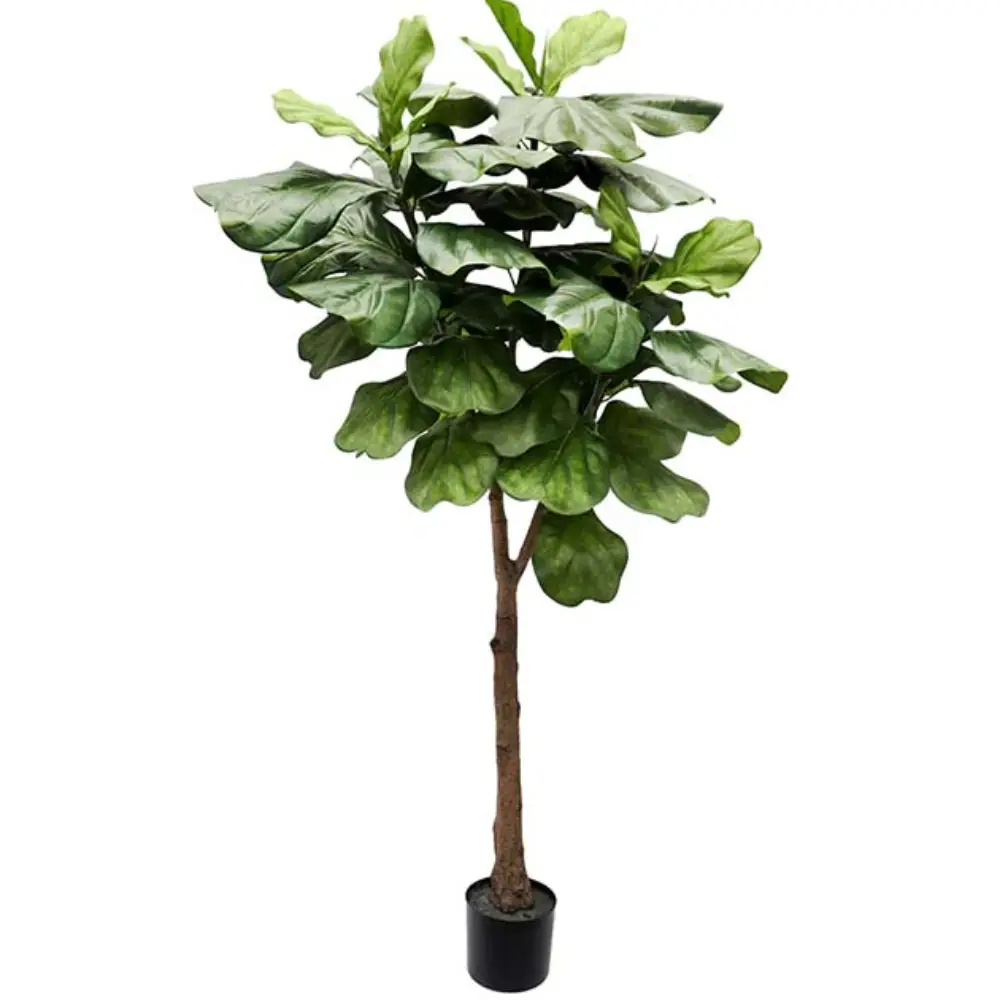 Mr Plant, Fiolfikus potte 180 cm